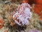 Two Silvertip nudibranchs or sea slugs underwater