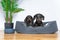 Two similar black dachshunds are sitting in nest on floor. Dog breeding
