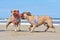 Two similar looking brown French Bulldog dogs playing tug together with a lighthouse-shaped dog toy on summer vacations at beach