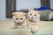 Two similar looking cats lying on the bed