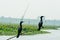 Two similar size little cormorant Indian shag Phalacrocorax fuscicollis spotted in inland water wetland. It is black ducklike