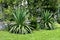 Two similar Yucca perennial tree plants with long evergreen sword shaped leaves growing in shape of small shrubs in home garden