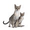 Two Singapura cats on white background