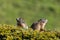 Two sitting marmots marmota monax looking in opposite directions