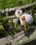 Two sitting milky storks