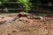 Two sitting natural marmots, meerkats are kissing. Curious european suslik posing to photographer. little sousliks observing