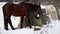 Two skinny horses, light brown and dark brown eating hay from feeder