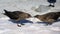 Two skuas fighting for find of tissue lost by human. Dangerous bacteria or or viruses can come to birds in Antarctica
