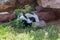 Two Skunks Eating