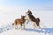 Two sled dogs are playing on the frozen bay