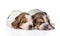 Two sleeping basset hound puppies. isolated on white background