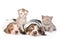 Two sleeping basset hound puppies with kittens. Focus on cat. isolated on white