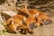 Two sleeping dholes lie near stones in nature on a sunny day. Life of wild animals. Red wolf and mountain wolf - is