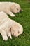 Two sleeping golden retriever puppies