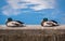 Two sleeping male mallards sunbathing on concrete border