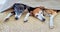 Two sleeping miniature greyhounds