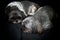 Two sleeping shih tzu dogs on dark background