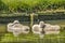 Two sleeping swanlings in a pond