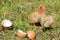 Two sleeping young chicks, view back and side.