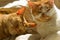 Two sleepy orange tabby cats