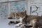 Two sleepy tiger fur cats