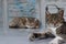 Two sleepy tiger fur cats 3