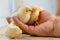 Two sleepy and tired yellow chicks in hand. .Two very sweet chicks in one hand