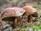 Two slippery jack mushrooms