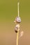 Two slugs on a dry stalk of grass with leaves -closeup