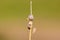 Two slugs on a dry stalk of grass with leaves -closeup