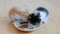 Two small adorable kittens eating healthy cat food from a saucer