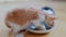 Two small adorable kittens eating healthy cat food from a saucer