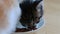 Two Small Adorable Kittens Eating Healthy Cat Food From a Saucer