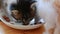 Two Small Adorable Kittens Eating Healthy Cat Food From a Saucer