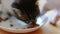 Two Small Adorable Kittens Eating Healthy Cat Food From a Saucer