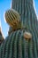 Two Small Arms Starting to Grow On Saguaro Cactus