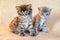 Two small attractive kittens with a trusting look_