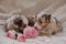 Two small Australian Shepherd puppies red Merle on white fluffy soft blanket next to pink roses. Beautiful aussie dogs for holiday