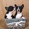 Two small babies Basenji puppies dogs are kissing