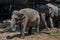 Two small baby elephants walking at zoo