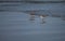 Two small beach plover birds along Dutch coast