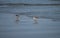 Two small beach plover birds along Dutch coast