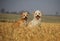 Two small beautiful dogs are sitting in a stubble field