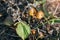 Two small beautiful fairytale orange toadstools among dried plants, fallen green leaves in the autumn forest in the rays