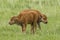 Two small bison calves standing in field.