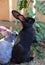 Two small black and gray rabbit eating leaf. photo