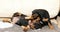 Two Small Black Miniature Pinscher Zwergpinscher, Min Pin Puppy