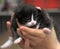 Two small black and white kitten