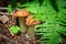 Two small boletus mushrooms