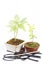 Two small bonsai behind the tools isolated